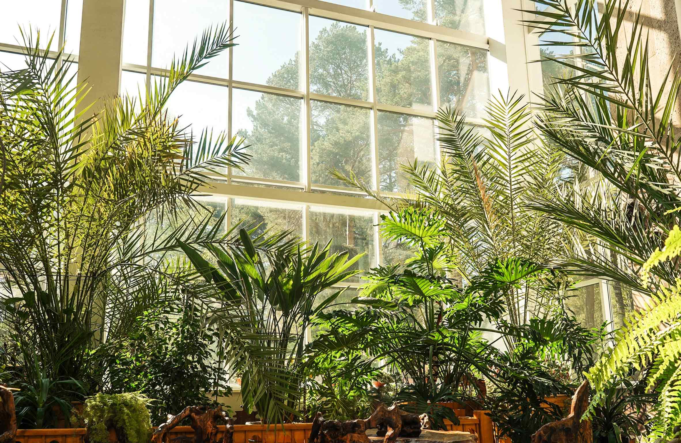 A gorgeous plant filled window with green lush plants and backlit by the sun coming in the window in the middle of the day in Fairbanks, Alaska